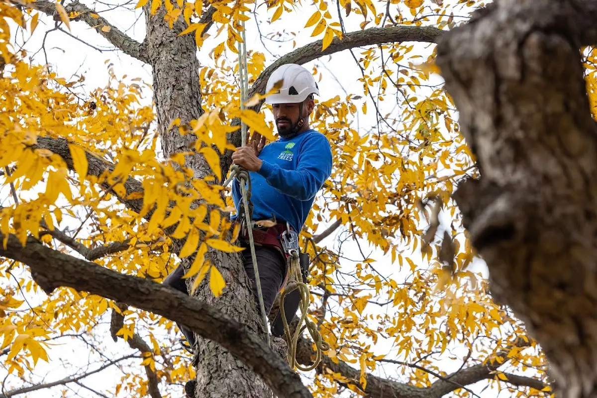 Skilled Dead Tree Removal crew working in Jamestown